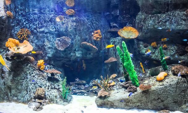 truthahn, istanbul - 11. januar 2016: tierschau im istanbul aquarium nach restaurierung - Foto, Bild