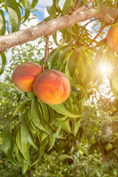 персиковий фрукт крупним планом дерево, що звисає на гілці влітку проти неба
 - Фото, зображення