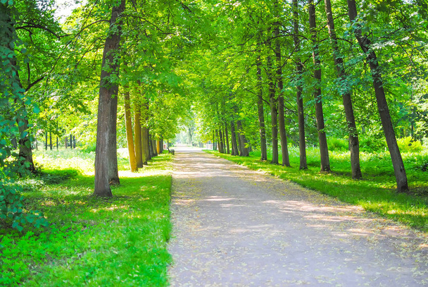 Parc Spring Green à Oranienbaum (Lomonosov), Saint-Pétersbourg, Russie
 - Photo, image