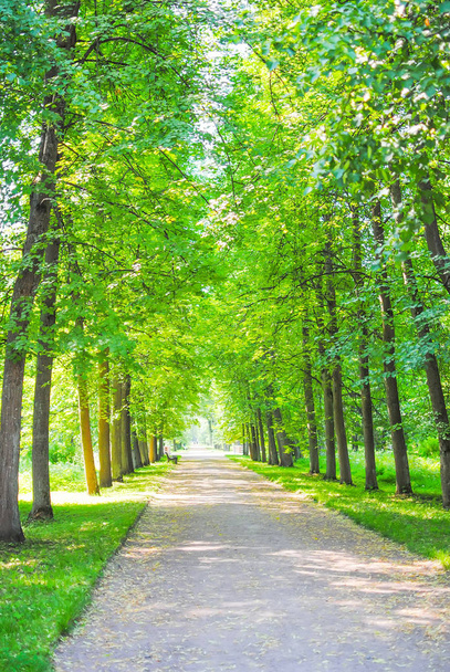 Весенний зеленый парк в Ломоносове, Санкт-Петербург, Россия
 - Фото, изображение