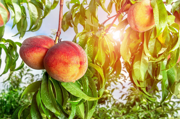 Спелые персики крупным планом на ветке дерева с листьями. Концепция фруктовых ферм, уборка урожая, тонин
 - Фото, изображение