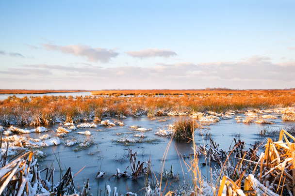 fagyasztott mocsár Drenthe-ben - Fotó, kép