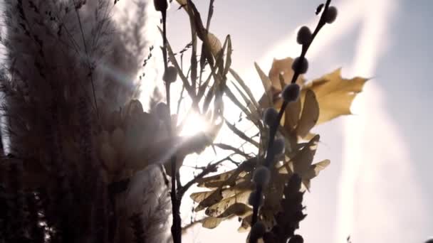 Fleurs et feuilles traversees par le soleil devant le ciel - Materiał filmowy, wideo