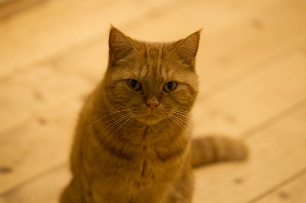 Arckép piros brit rövid haj macska - Fotó, kép