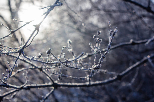 snowy tree twigs, winter landscape - Φωτογραφία, εικόνα
