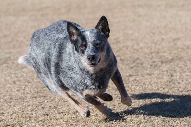 Szarvasmarha kutya fut elkapni egy lemez dobás és fetch - Fotó, kép