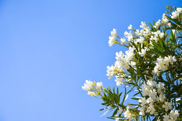 На острові Крит ростуть гарні білі квіти - Фото, зображення