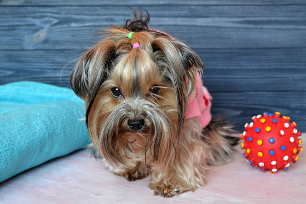 Hermoso yorkshire terrier en ropa sentada al lado de una tela a cuadros y juguete
. - Foto, imagen