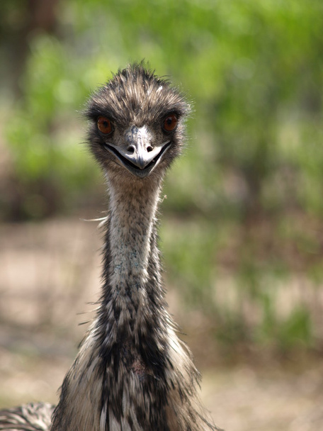 emu starren - Foto, Bild