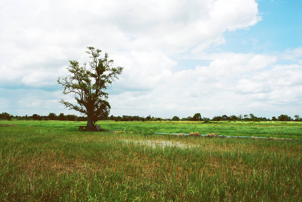 Hermoso árbol y arroz archivado paisaje en Tailandia
. - Foto, imagen