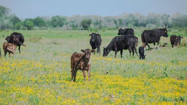 Новонароджених телят та биків у поле в Камаргу, диких биків - Фото, зображення