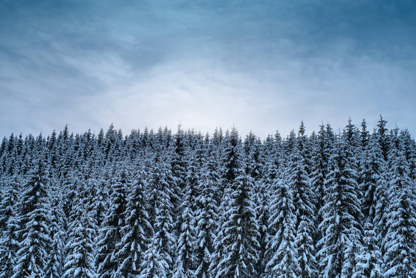Achtergrond van de winter met sneeuw bedekt sparren en hemel met wolken - Foto, afbeelding