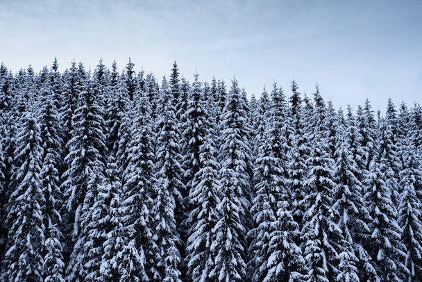 Achtergrond van de winter met sneeuw bedekt sparren - Foto, afbeelding