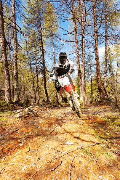motocross in the forest - Photo, Image
