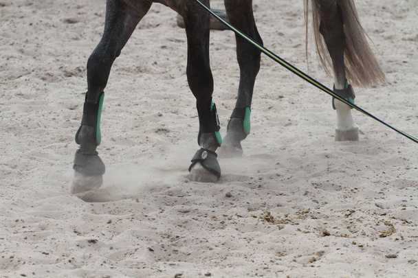 lähikuva hevosen jalat hiekalla
 - Valokuva, kuva