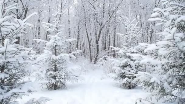 Met sneeuw bedekte bomen in het winterwoud - Video