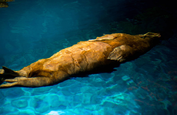 seal swimming at pool  - Photo, Image