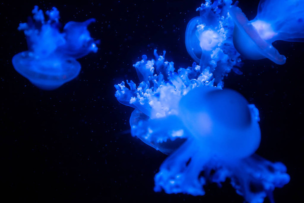 Jelly fish under color lighting  - Фото, зображення