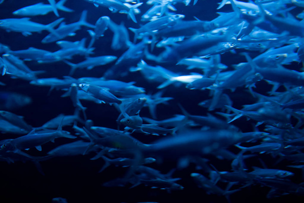 риби плавають під водою
  - Фото, зображення