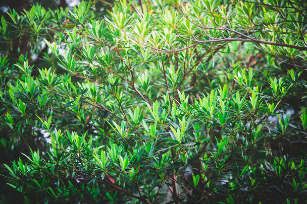 Green leaves against blue sky  - Foto, afbeelding