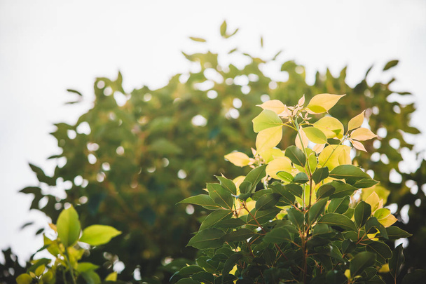 yeşil yapraklar mavi gökyüzüne karşı  - Fotoğraf, Görsel