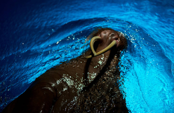 phoque nageant à la piscine
  - Photo, image