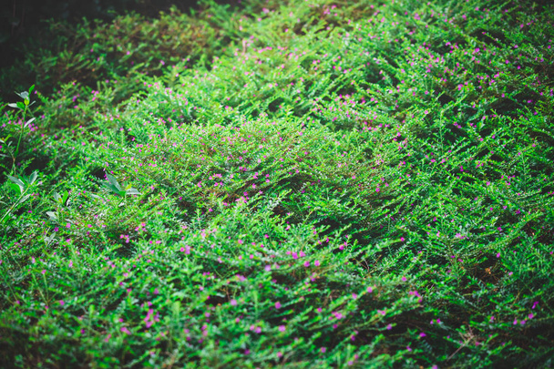 zielone liście przeciwko błękitnemu niebu  - Zdjęcie, obraz