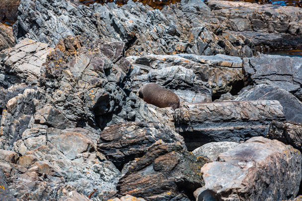 Rocky beach and seal on rocks - Photo, Image