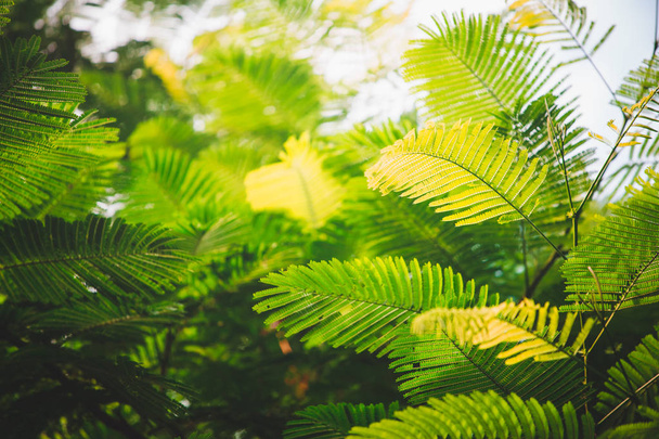 feuilles vertes contre ciel bleu  - Photo, image