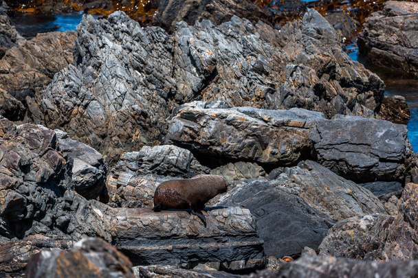 Rocky beach and seal on rocks - 写真・画像
