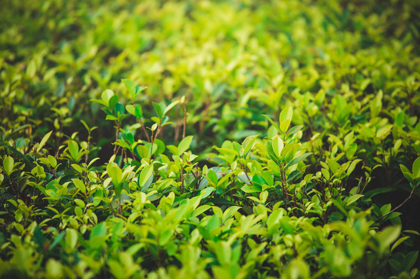 Green leaves against blue sky  - Valokuva, kuva