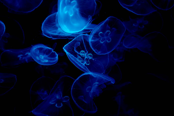 Jelly fish under color lighting  - Foto, Imagem