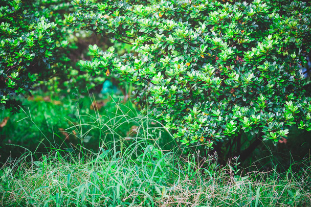 zielone liście przeciwko błękitnemu niebu  - Zdjęcie, obraz