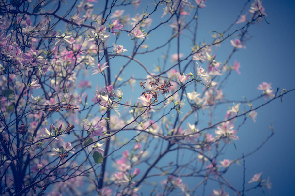 árbol en flor durante el día contra el cielo azul
 - Foto, imagen