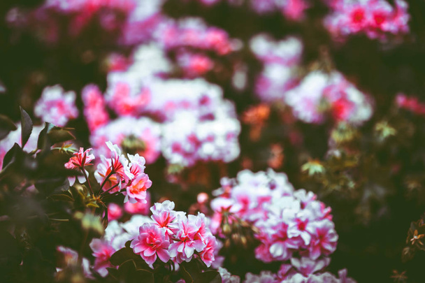 Flowers in nature during daytime - Foto, Imagem