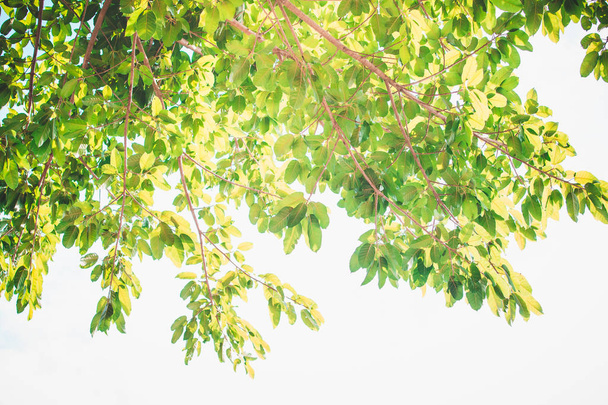 πράσινα φύλλα ενάντια στον γαλάζιο ουρανό  - Φωτογραφία, εικόνα
