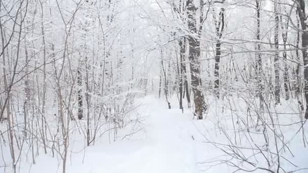 Sněhem pokryté stromy v zimním lese - Záběry, video