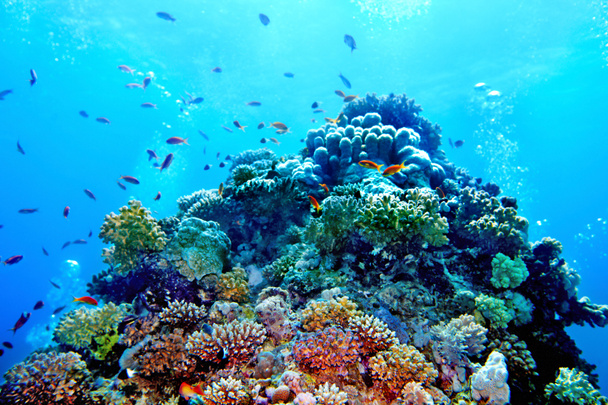 Groupe d'eau de poissons coralliens
. - Photo, image