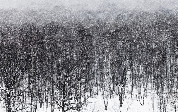 kar blizzard ander meşe ormanı - Fotoğraf, Görsel
