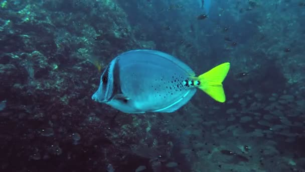 Het beoefenen van duiken in de wateren van de Caribische zee onderwater. Onderwater Oceaan aquatische dieren in het wild kijken. Duiken in de wateren van de Caribische Sea.Observing mariene leven in het koraalrif. - Video
