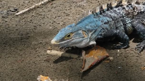 American tropical blue grey lizard eating in the Caribbean.Stationary dark grey tropical lizard in slow motion. Exuberant tropical animal species. Awesome colourful unique reptiles from around the World. - Footage, Video