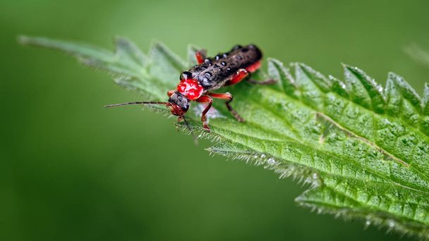 This is an image of one of the Soldier beetles (Cantharidae) or leatherwings known as Cantharis nigra. They typically appear all black as per the name but this is the attractive form with a red to the legs and pronotum. Seen here on a nettle leaf at  - Photo, Image