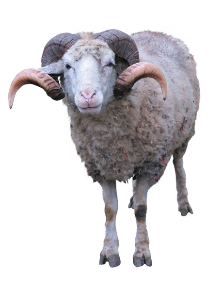 πρόβατα ram με κέρατα πάνω από το πράσινο γρασίδι - Φωτογραφία, εικόνα