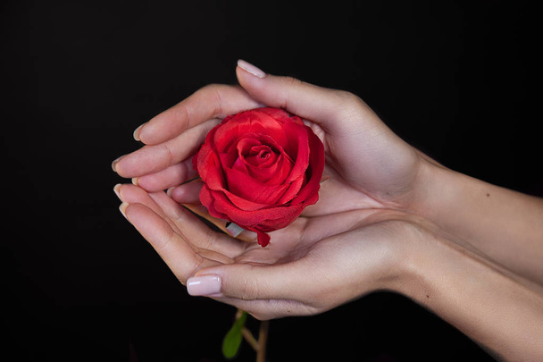 beautiful female hands holding a red rose on black background - Foto, immagini