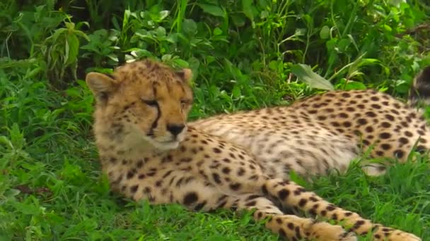 Cheetah nukkuu Ngorongoron suojelualueella
 - Materiaali, video