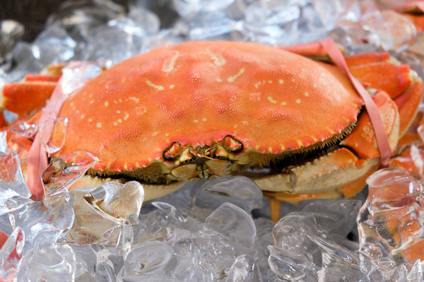 Big Dungeness crab on ice cube - Foto, immagini
