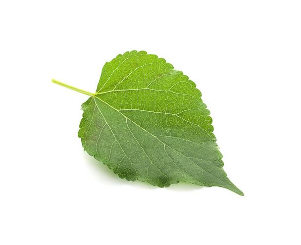 Mulberry leaf on white background. - Фото, зображення