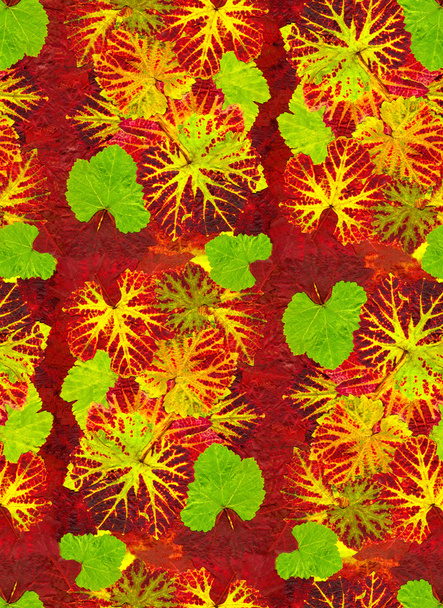 kuvio värikkäitä lehtiä viiniköynnöksen syksyllä, laajennettavissa
 - Valokuva, kuva