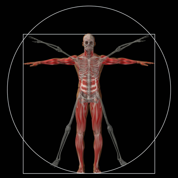Vitruviano humano ou homem como um conceito, metáfora conceitual 3d proporção anatomia corpo isolado em segundo plano
 - Foto, Imagem