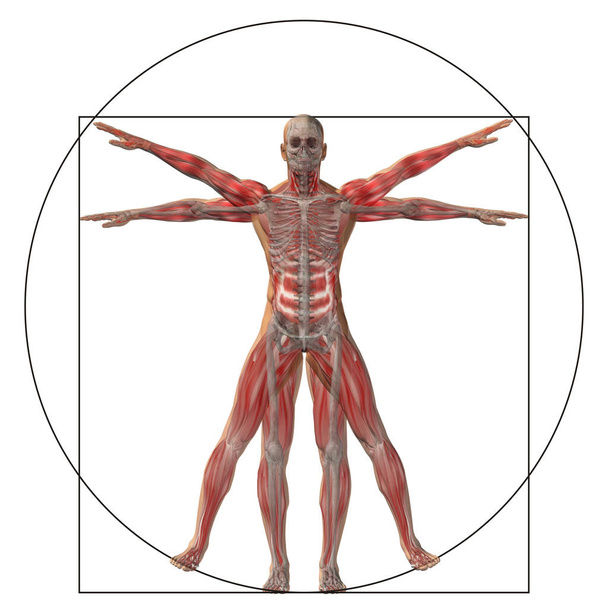 Vitruvio humano u hombre como concepto, metáfora conceptual 3d proporción anatomía cuerpo aislado sobre fondo
 - Foto, imagen